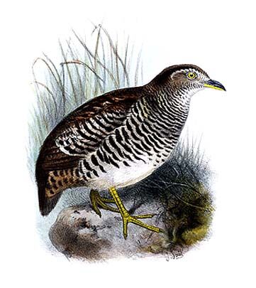 Barred Buttonquail