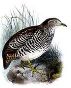 Barred Buttonquail