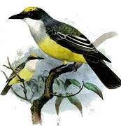 Snowy-throated Kingbird