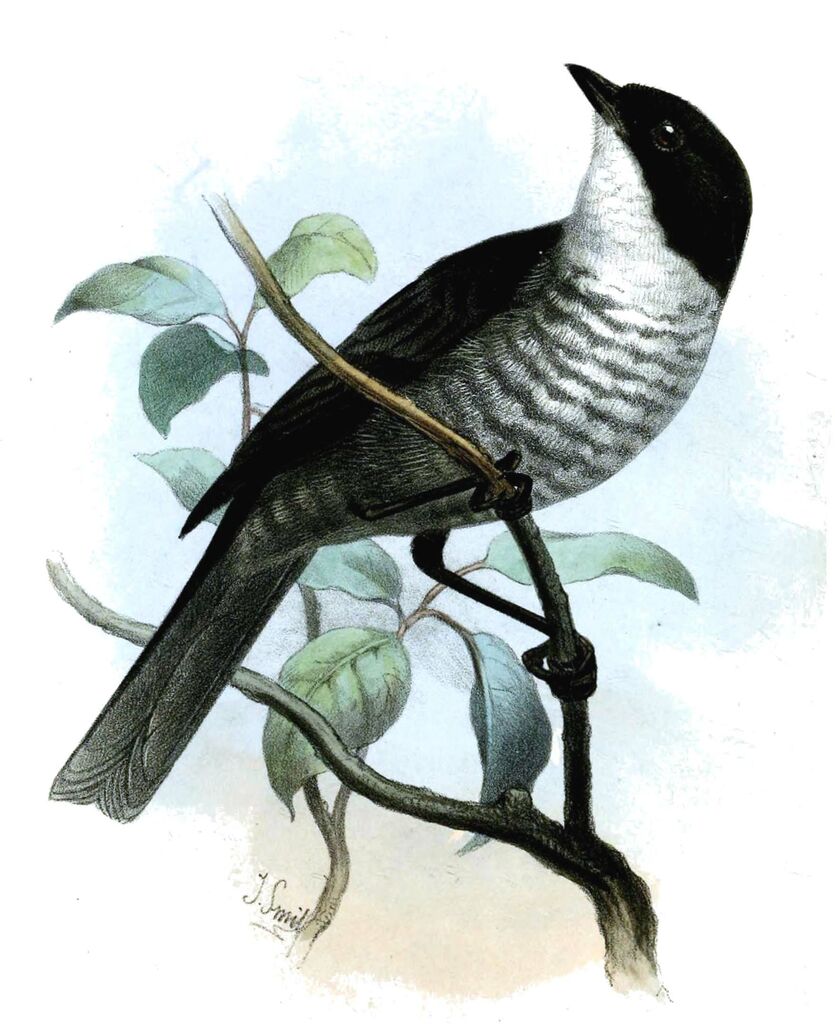 Black-backed Bush Tanager