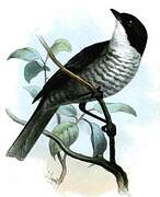 Black-backed Bush Tanager