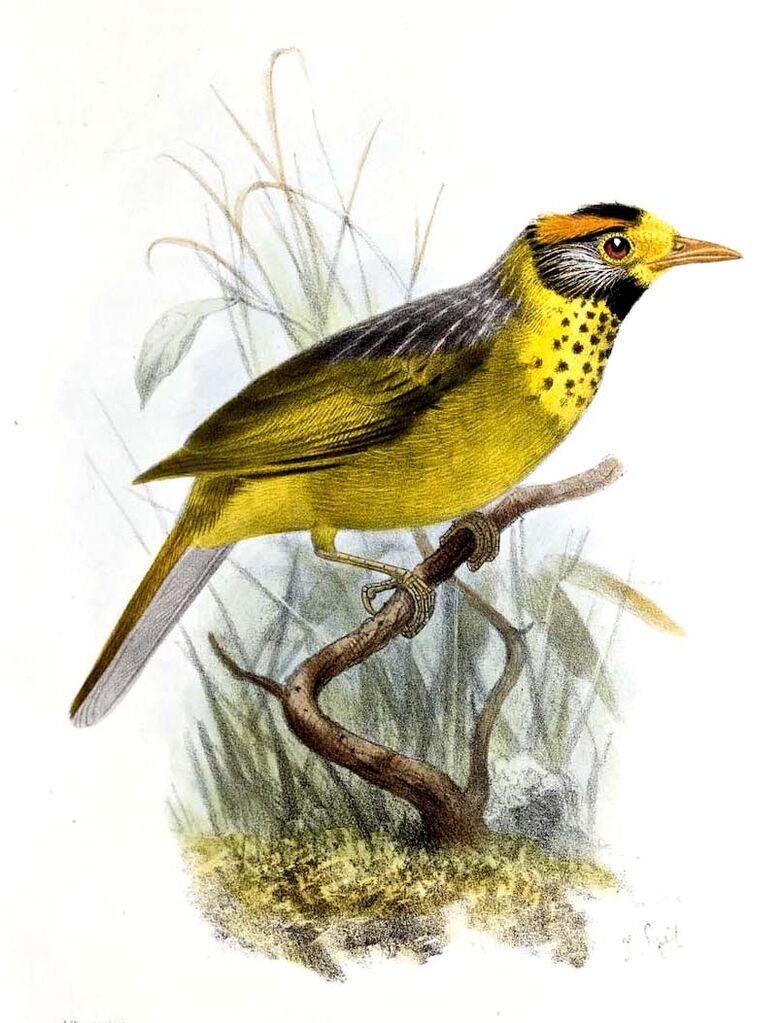 Flametempled Babbler Dasycrotapha speciosa josm79591