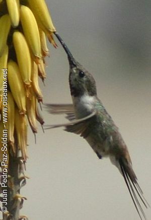 Peruvian Sheartail