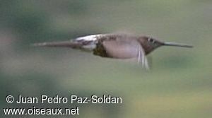 Colibri géant