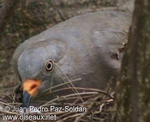 Croaking Ground Dove