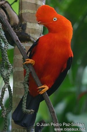 Andean Cock-of-the-rock