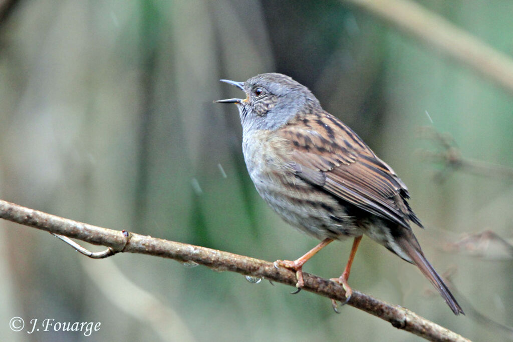 Dunnock male adult, identification, song, Behaviour