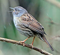 Dunnock