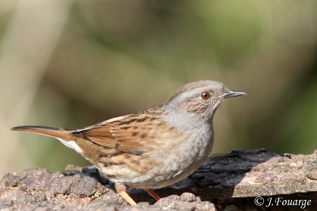 Dunnockadult, identification