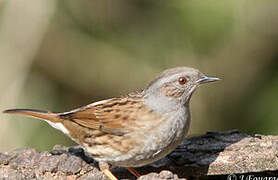 Dunnock