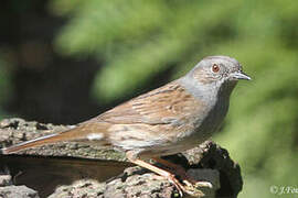 Dunnock