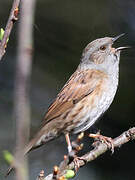 Dunnock