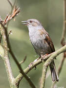 Dunnock