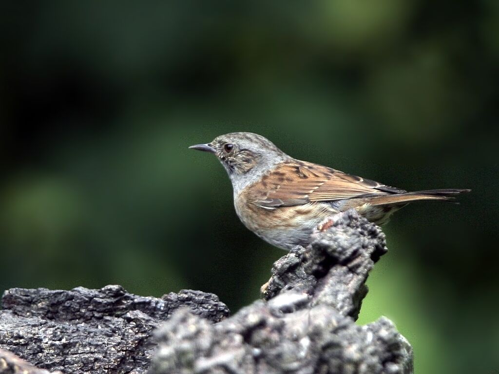 Dunnock