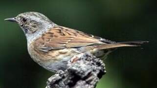 Dunnock