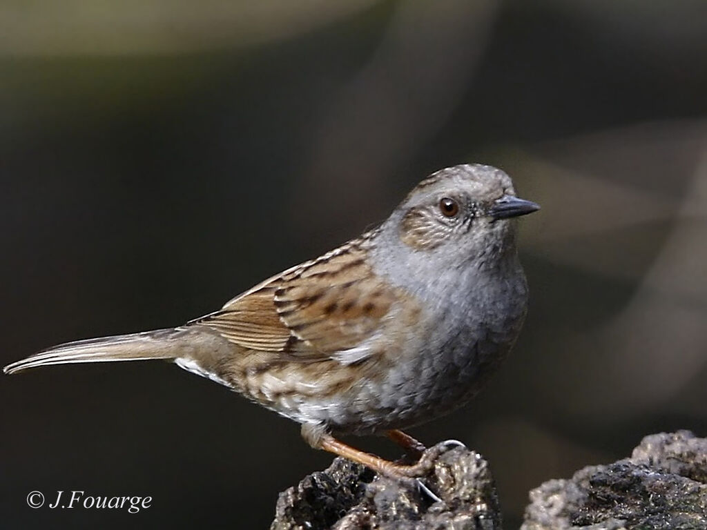 Dunnock