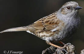 Dunnock