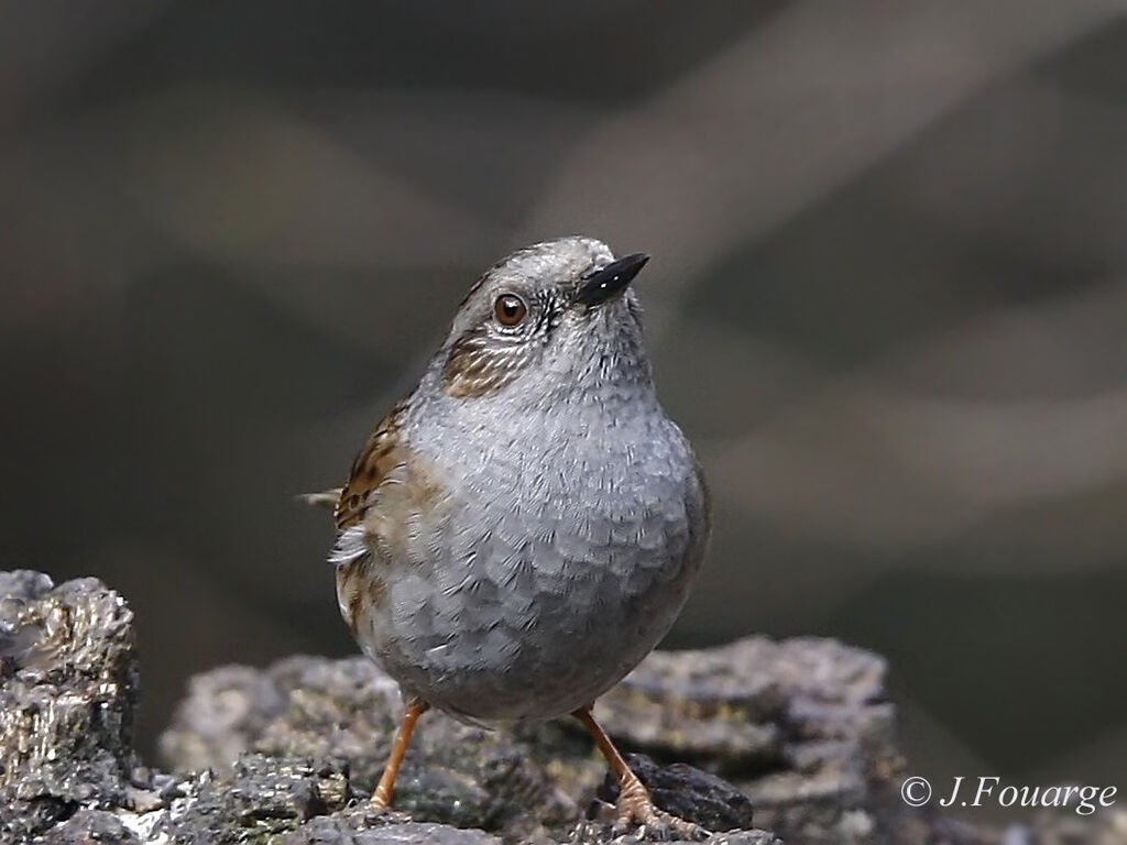 Dunnock