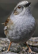 Dunnock