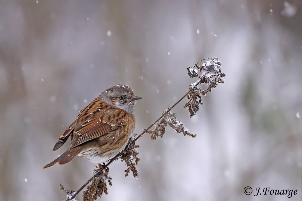 Dunnock, identification, Behaviour