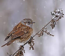 Dunnock