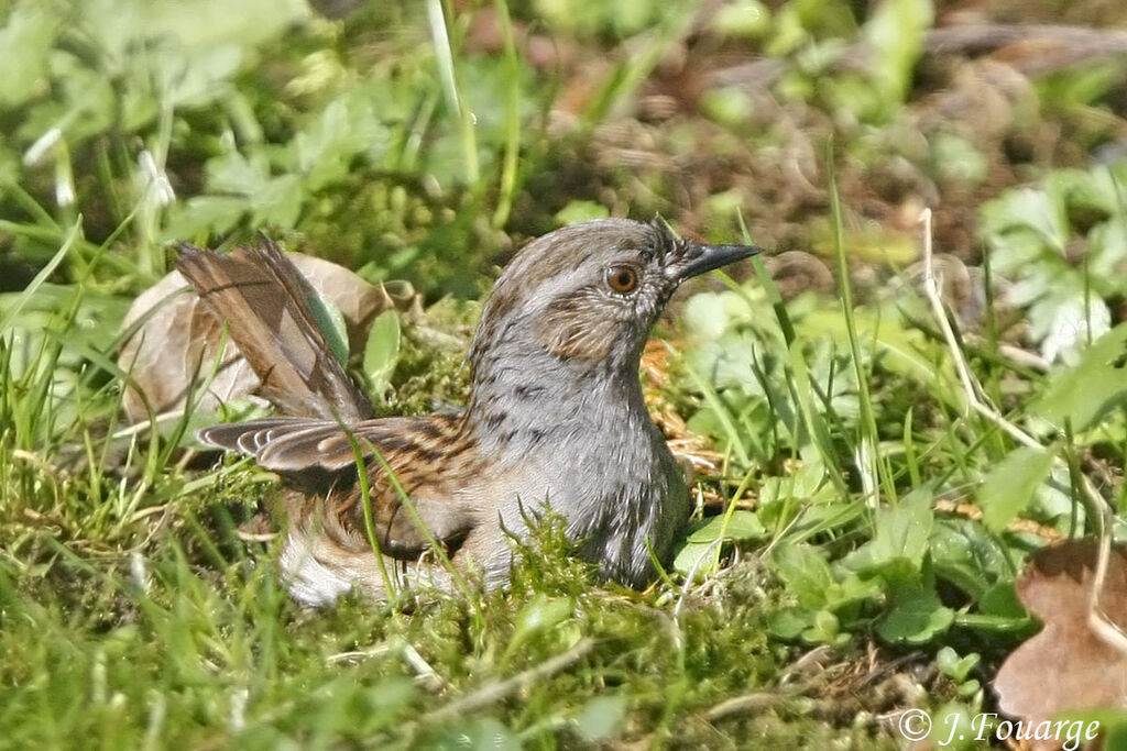 Accenteur mouchet, identification