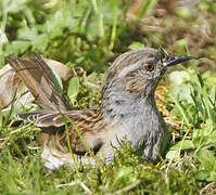 Dunnock