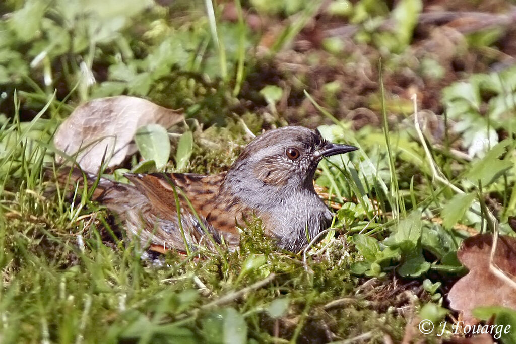 Dunnockadult, identification