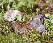 Dunnock