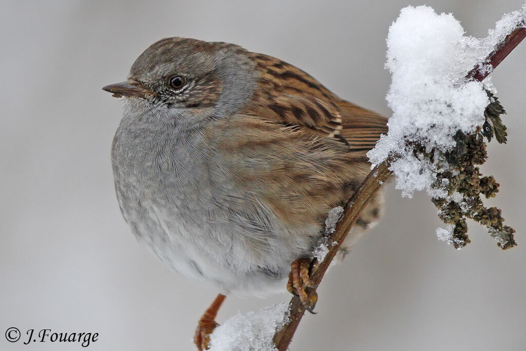 Dunnock, identification