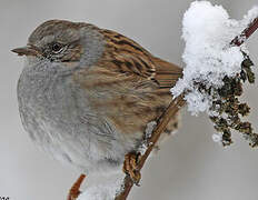 Dunnock