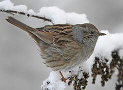 Dunnock