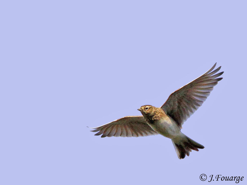 Eurasian Skylark, identification