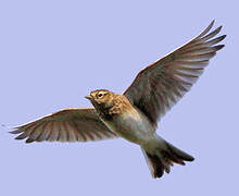 Eurasian Skylark