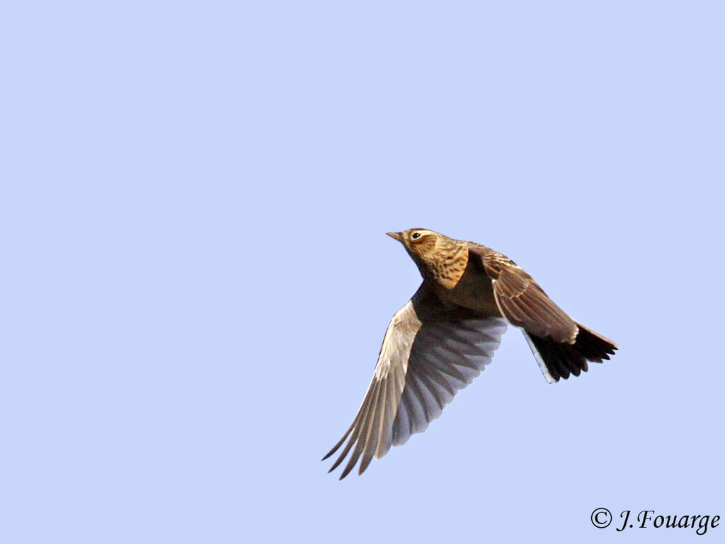 Eurasian Skylark, Flight