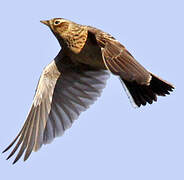 Eurasian Skylark