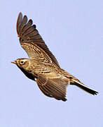 Eurasian Skylark
