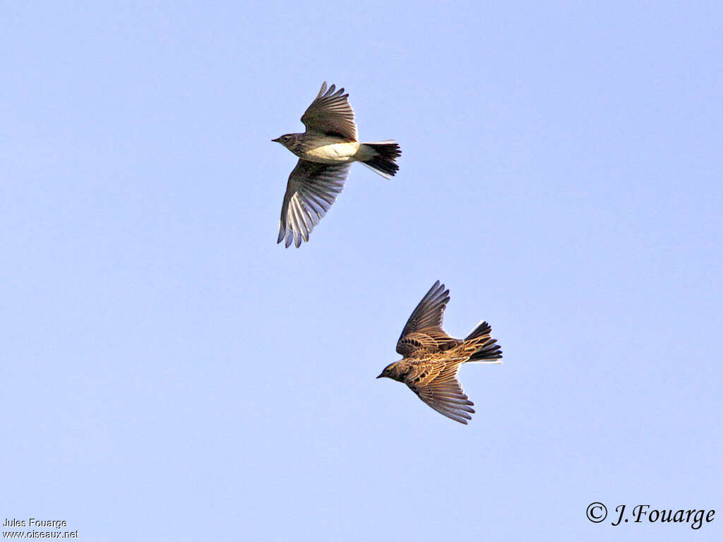 Eurasian Skylark, Flight