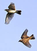 Eurasian Skylark