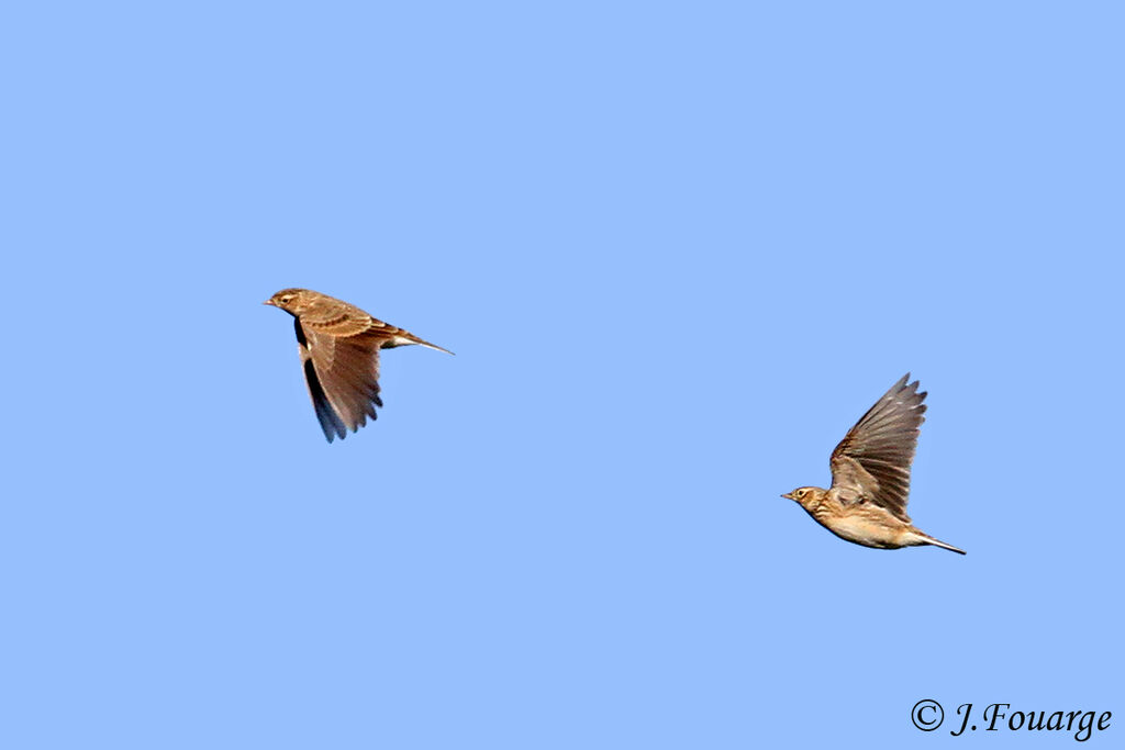 Eurasian Skylark, Flight