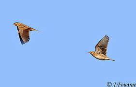 Eurasian Skylark