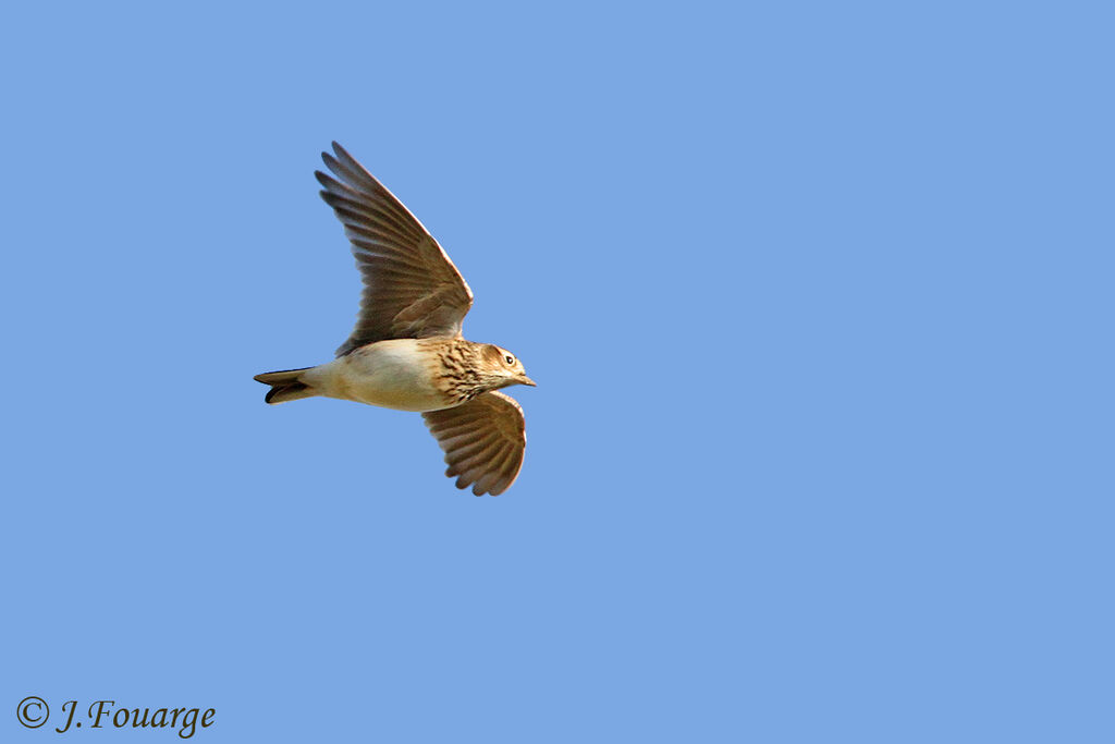 Eurasian Skylark, Flight