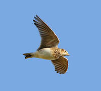 Eurasian Skylark