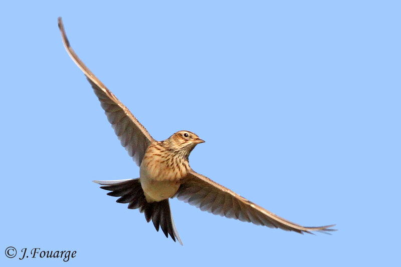 Eurasian Skylark, identification, Flight, Behaviour