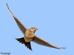 Eurasian Skylark