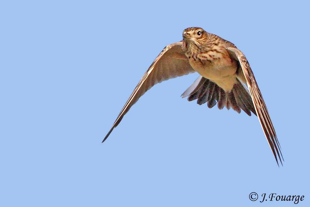 Eurasian Skylark, Flight