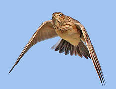 Eurasian Skylark