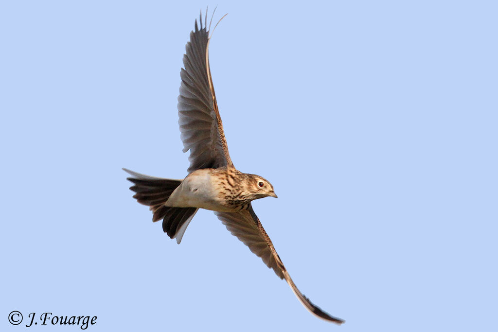 Eurasian Skylark, Flight