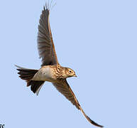 Eurasian Skylark