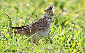 Eurasian Skylark